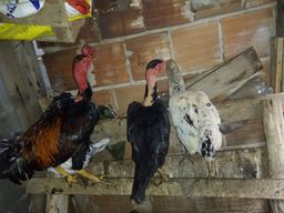 Título do anúncio: Galo,galinha,patinha e 4 franguinhos caipira
