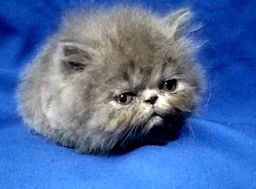 gato persa en venta df