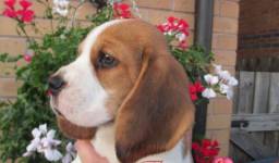 Título do anúncio:  Beagle lindos filhotes padrão da raça com Pedigree e Garantia 