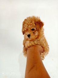 Título do anúncio: Lindo poodle marron