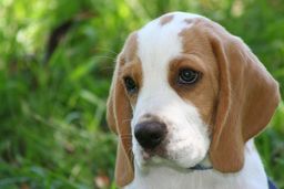 Título do anúncio: Beagle - Filhote Macho