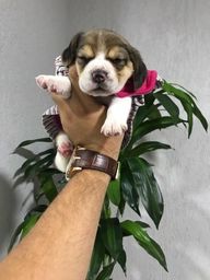 Título do anúncio: Beagle - 13 polegadas, bicolor e tricolor, com suporte veterinário gratuito.