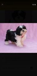 Shih tzu filhotes disponível 