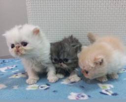 Título do anúncio: Lindos gatinhos persa.