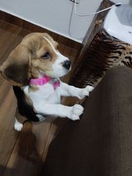 Título do anúncio: Estou vendendo Beagle fêmea