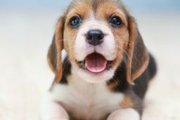 Título do anúncio: Beagle tricolor parcelamos sem juros 