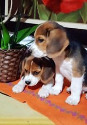 Título do anúncio: Lindos Filhotes Beagle