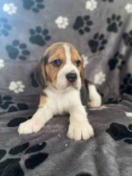 Título do anúncio: Beagle filhotes disponíveis entre em contato 