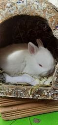 Título do anúncio: Vendo coelhos filhotes da raça Netherland Dwarf