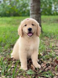 https://img.olx.com.br/thumbs256x256/39/394524163832345.jpg