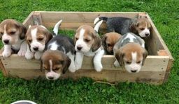 Título do anúncio: Filhotes Beagle disponiveis