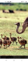 Título do anúncio: Emu australiano avestruz