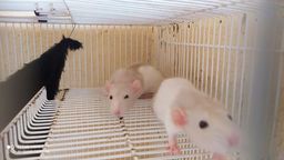 Título do anúncio: Criatório Roedores e Cia está com ratos domésticos diversas raças 