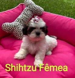 Título do anúncio: Shihtzu fêmea e macho disponível 