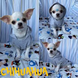 Título do anúncio: Belíssimo Filhote de Chihuahua Macho c/ Pedigre + Garantia + Microchipe