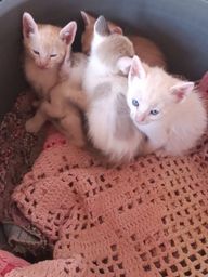 Título do anúncio: Doa - se três gatinhos brancos e dois amarelos 