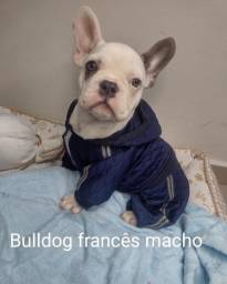 Título do anúncio: Bulldog exótico macho 