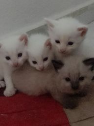 Título do anúncio: Gato albino e cinza macho