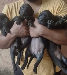 Título do anúncio: Filhotes de Fila Brasileiro com Labrador