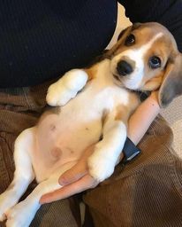Título do anúncio: Beagle filhote disponível.<br><br>