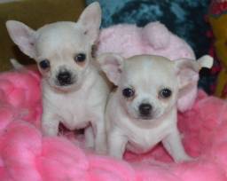 Título do anúncio: Chihuahua cores exóticas e padrão único da raça, adquira conosco  *