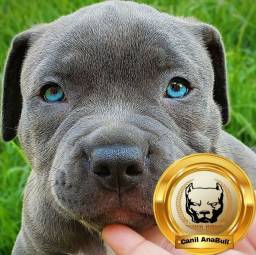 Título do anúncio: Great American Dog American Bully Blue Nose Disponivel C Pedigree - Pitbull