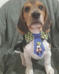 Título do anúncio: Beagle PuRO