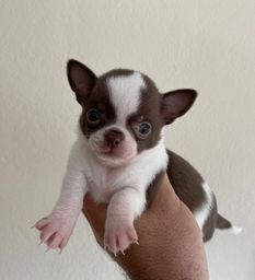 Título do anúncio: Chihuahua macho