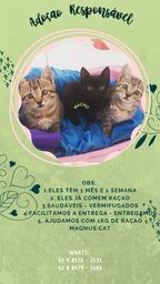 Título do anúncio: Gatos filhotes - Doaçao