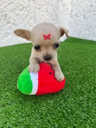 Título do anúncio: Chihuahua miniatura disponível 