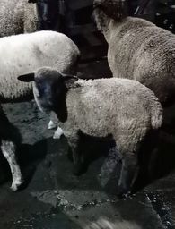 Título do anúncio: Cordeiros, borregos, ovelhas.