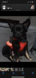 Título do anúncio: Chihuahua tam preto  com  dourado (  único)