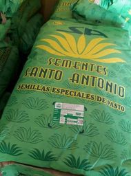 Sementes de capim Santo Ant�nio