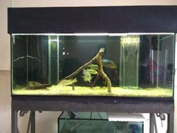 Aqu�rio completo!