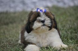 Lindas F�meas ra�a Shih-Tzu