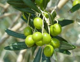 Muda de Oliveira (Azeitona) Variedade Alberquina