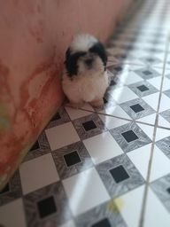 Lindo macho de Shitzu