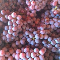 Uva Ni�gara