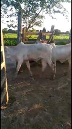 85 Bezerros Nelore top m�dia de 6.5@
