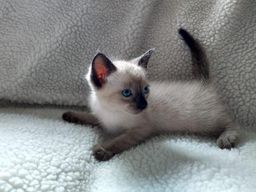 Lindos Gatos Siam�s