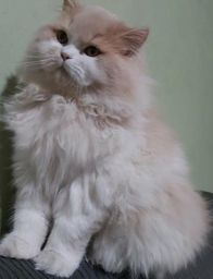 Filhote de gata persa,6 meses femea leg�tima.Entrego em Curitiba e regi�o