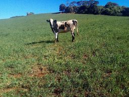 Vacas de leite