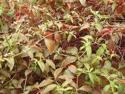 Muda de Benzetacil (Penicilina)