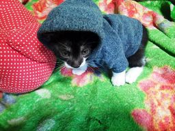 Gatinho para Ado��o