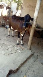 Vaca Leiteira Vender Logo