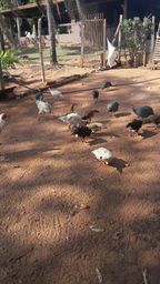 Vendoo tudo.pato casal$ 50.peru branco casal jovem$80.casal de angola$70.