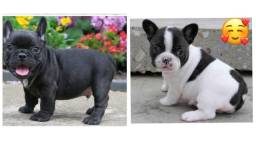 Título do anúncio: Bulldog francês MACHINHOS de genética e linhagem TOP