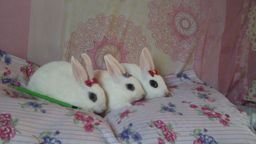 Hotot dwarf kodiak