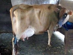Vaca j�rsei