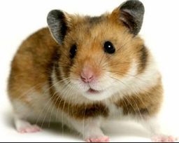 Hamster S�rio